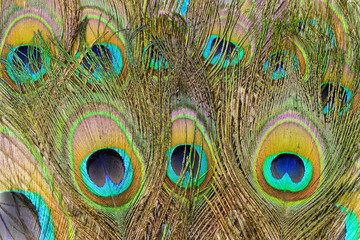 Fototapeta premium Peacock tail feathers. Colorful feathers in tail with eyes, close-up. Background and texture for your design.