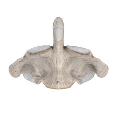 With using of our cutting edge human 3D model