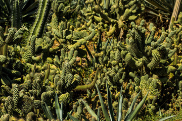 Saguaro cactus living on the Sonoran desert in Arizona, a hot and arid climate./Saguaro Cactus/ The largest cactus in the world, the saguaro surviving on less than nine inches of rain each year.
