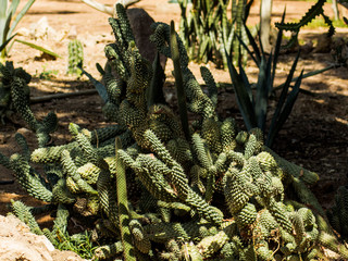 Saguaro cactus living on the Sonoran desert in Arizona, a hot and arid climate./Saguaro Cactus/ The largest cactus in the world, the saguaro surviving on less than nine inches of rain each year.