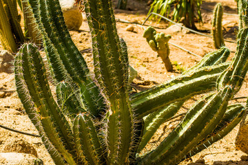 Saguaro cactus living on the Sonoran desert in Arizona, a hot and arid climate./Saguaro Cactus/ The largest cactus in the world, the saguaro surviving on less than nine inches of rain each year.