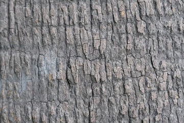  Wood texture for your design