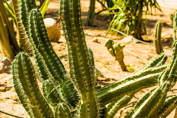 Saguaro cactus living on the Sonoran desert in Arizona, a hot and arid climate./Saguaro Cactus/ The...