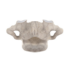 With using of our cutting edge human 3D model