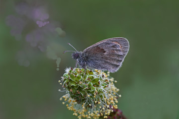 Little harpoon nymph ; Coenonympha pamphilus