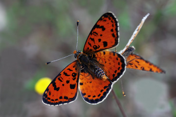 Spotted iparhan butterfly ;  Melitaea didyma	 