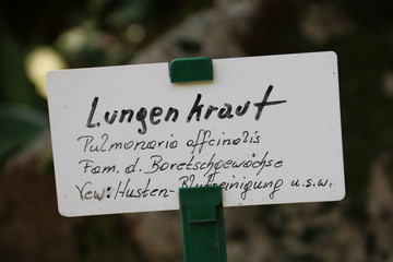 Lungenkraut