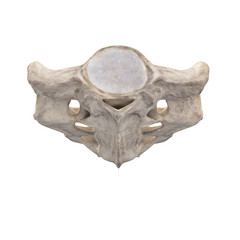 With using of our cutting edge human 3D model