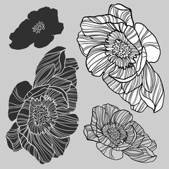 Isolated set of decorative silhouettes of lush peonies. 