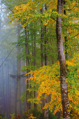 autumnal beech forest background. wet foliage in fall colors. mysterious weather condition on a foggy morning. great view of carpathian nature