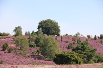 Der höchste Berg in der Lüneburger Heide / Wilseder Berg