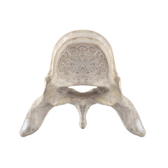 With using of our cutting edge human 3D model