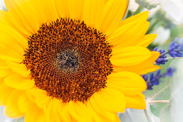 Macro texture core of sun flower.
