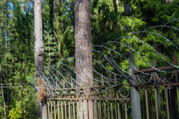 Fototapeta premium Coniferous forest, a sprig of pine, barbed wire fence in the forest