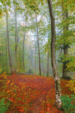 autumnal beech forest background. wet foliage in fall colors. mysterious weather condition on a foggy morning. red carpet of leaves on the glade