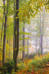 autumnal beech forest background. wet foliage in fall colors. misty weather condition. great view of carpathian nature. tall trees in morning light