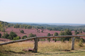 Aussicht vom Wilseder Berg auf die blühende Lüneburger Heide