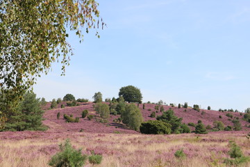 Wilseder Berg in der Lüneburger Heide