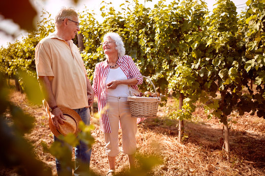  Senior Couple In Love In Vineyard Before Harvesting.