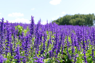 Naklejka premium Lavender Field