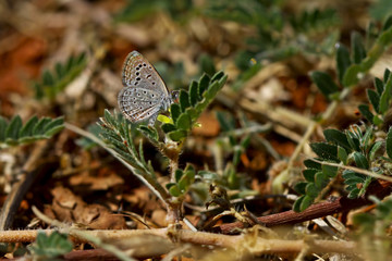 Karsandra butterfly ; Zizeeria karsandra