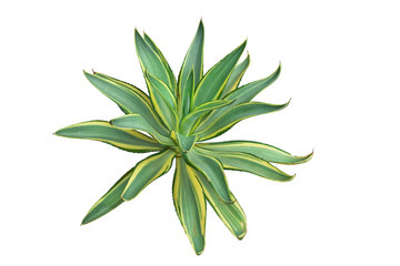 Agave plant isolated on white background. clipping path. Agave plant tropical drought tolerance has sharp thorns
