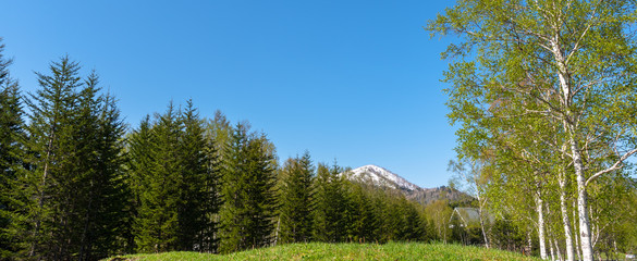 Fototapeta na wymiar Row of trees on foreground mountains with vast blue sky on background in sunny day in summer time. Nature landscape, beautiful scenic countryside view