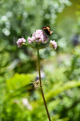 butterfly on a flower