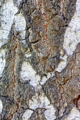 old birch bark as background