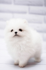 Pomeranian mini spitz white breed small puppy, dog, looking at the camera
