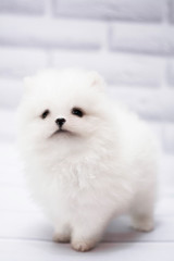 Fototapeta premium Pomeranian mini spitz white breed small puppy, dog, looking at the camera