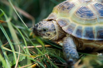 Small beautiful tortoise among green grass