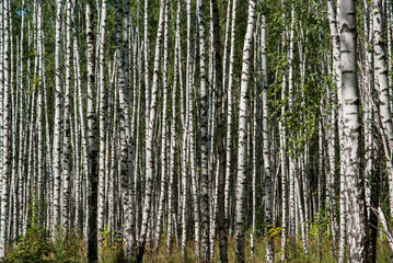 White birch trees in the forest in summer