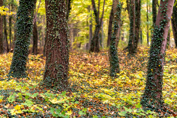 follage in autumn in Europe