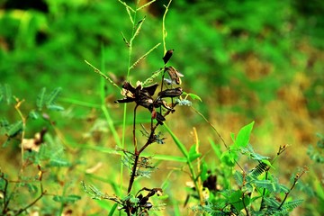 The branches are dying.In garden