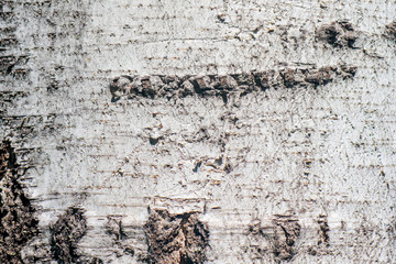 old birch bark as background