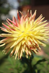 Dahlia flowers in the garden