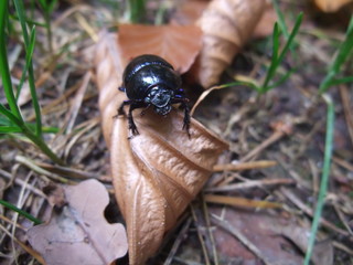 Mistkäfer im Herbst