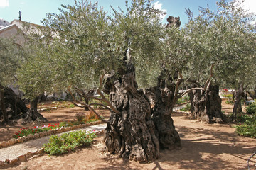 Fototapeta premium Jerusalem-Garden of Gethsemane