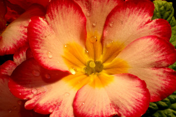 Primrose (Primula) macro