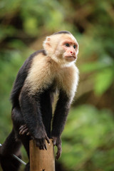 Capuchin monkey in Costa Rica
