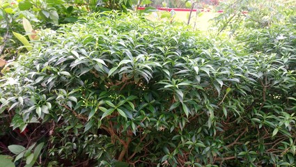 green, plant, nature, leaf, agriculture, garden, field, tree, plants, summer, grass, corn, farm, leaves, food, growing, natural, gardening, grow, fresh, herb, flora, growth, crop, foliage