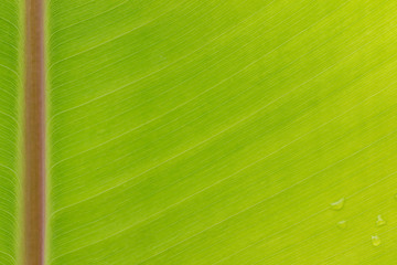 Close up texture of green banana leaf