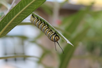 caterpillar on a leaf