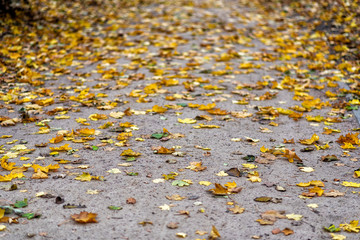 follage in autumn in Europe