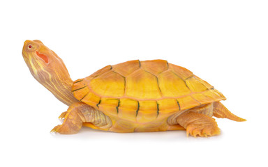 Japanese turtle isolated on a white background
