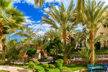 Different green palm trees in the park