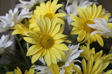 white and yellow daisies 