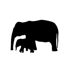 silhouette of elephant isolated on white
