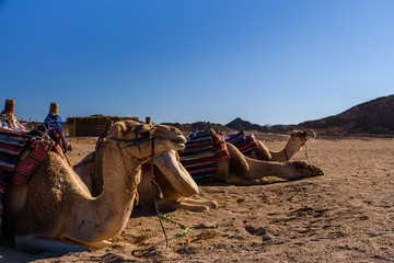 Camels in arabian desert not far from the Hurghada city, Egypt